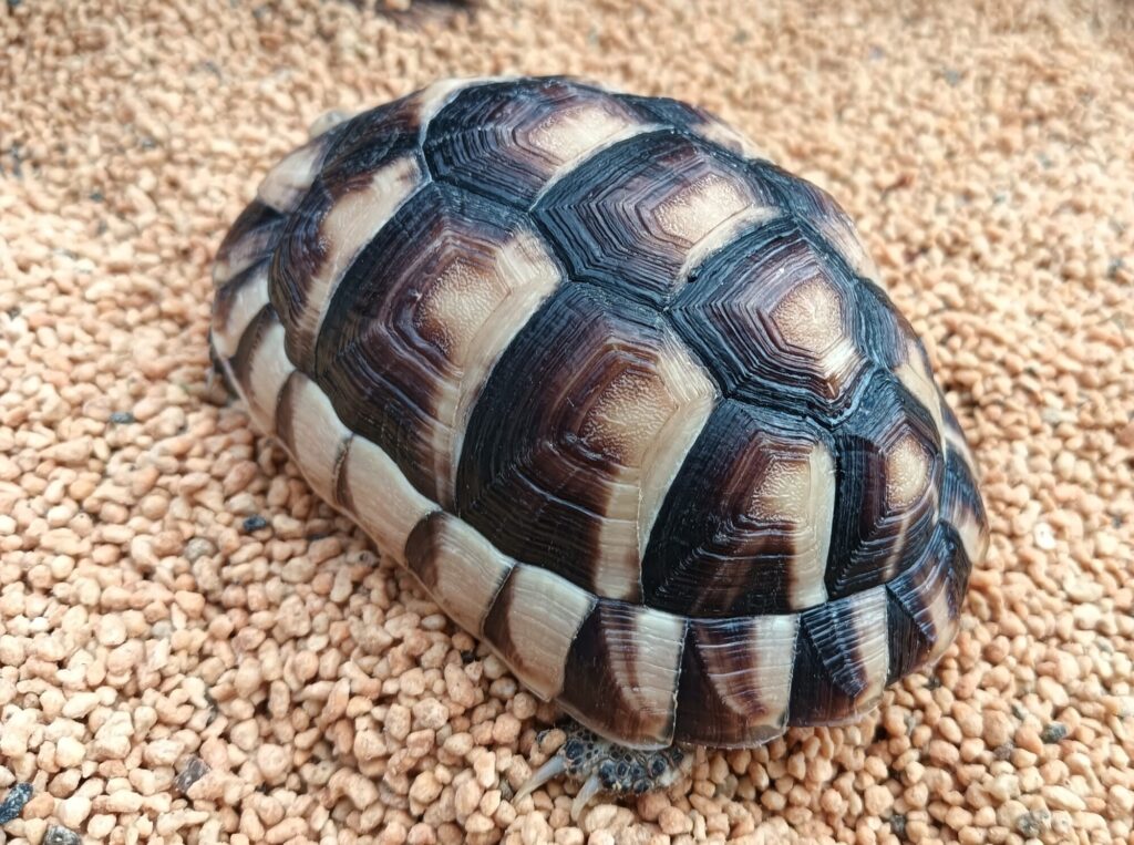 マルギナータリクガメ　販売