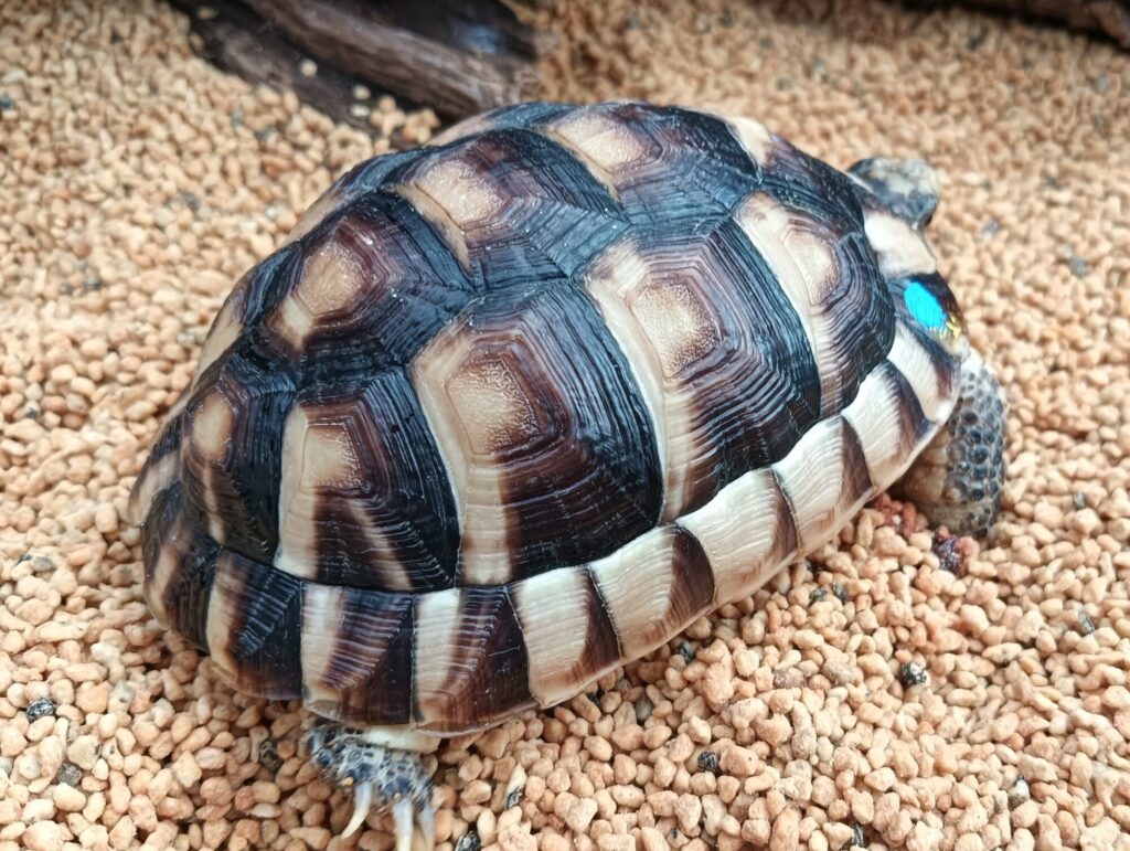 マルギナータリクガメ　販売