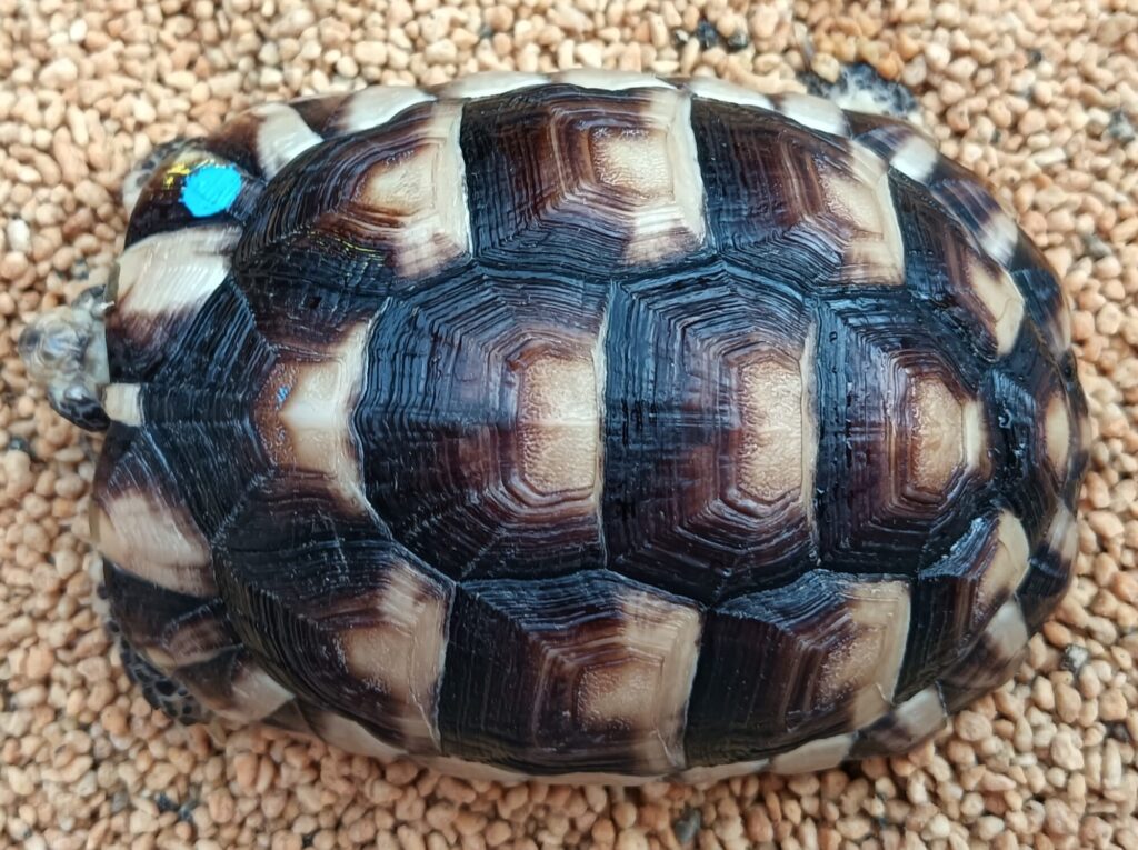 マルギナータリクガメ　販売