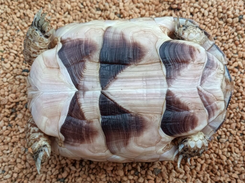 マルギナータリクガメ　販売