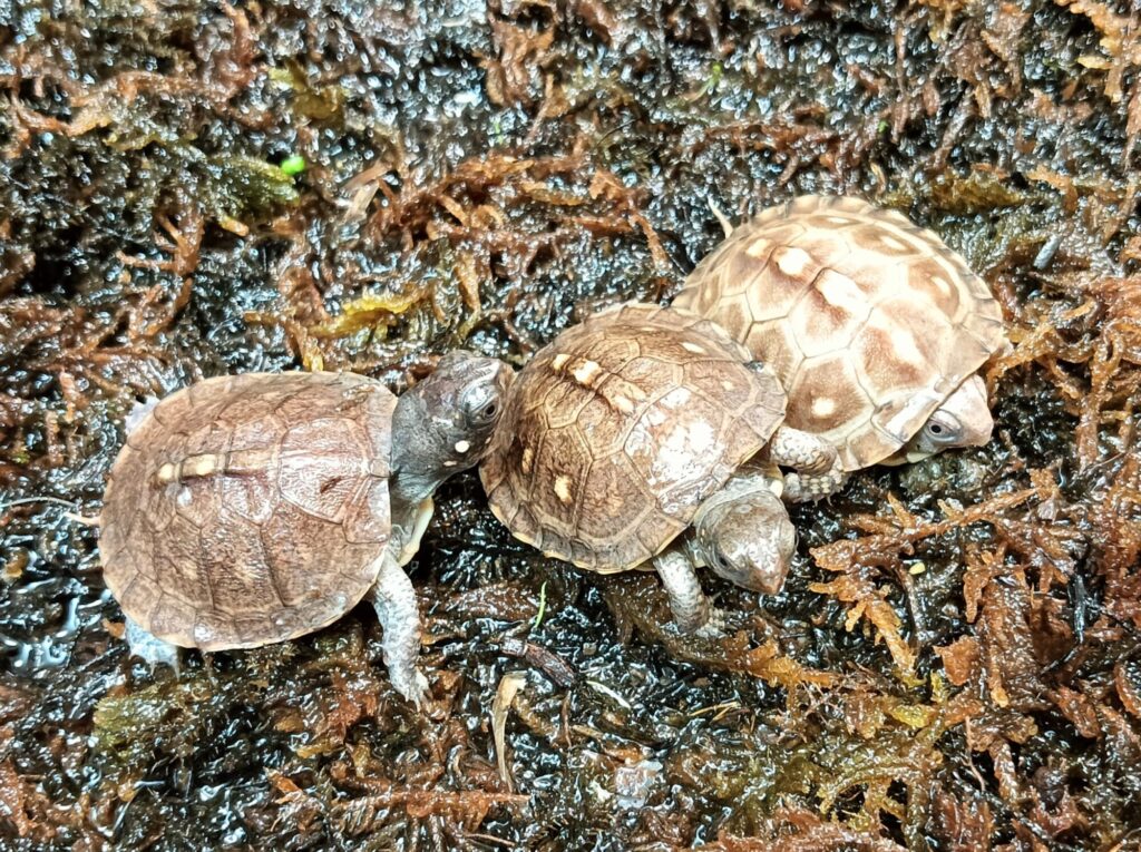 トウブハコガメ　販売