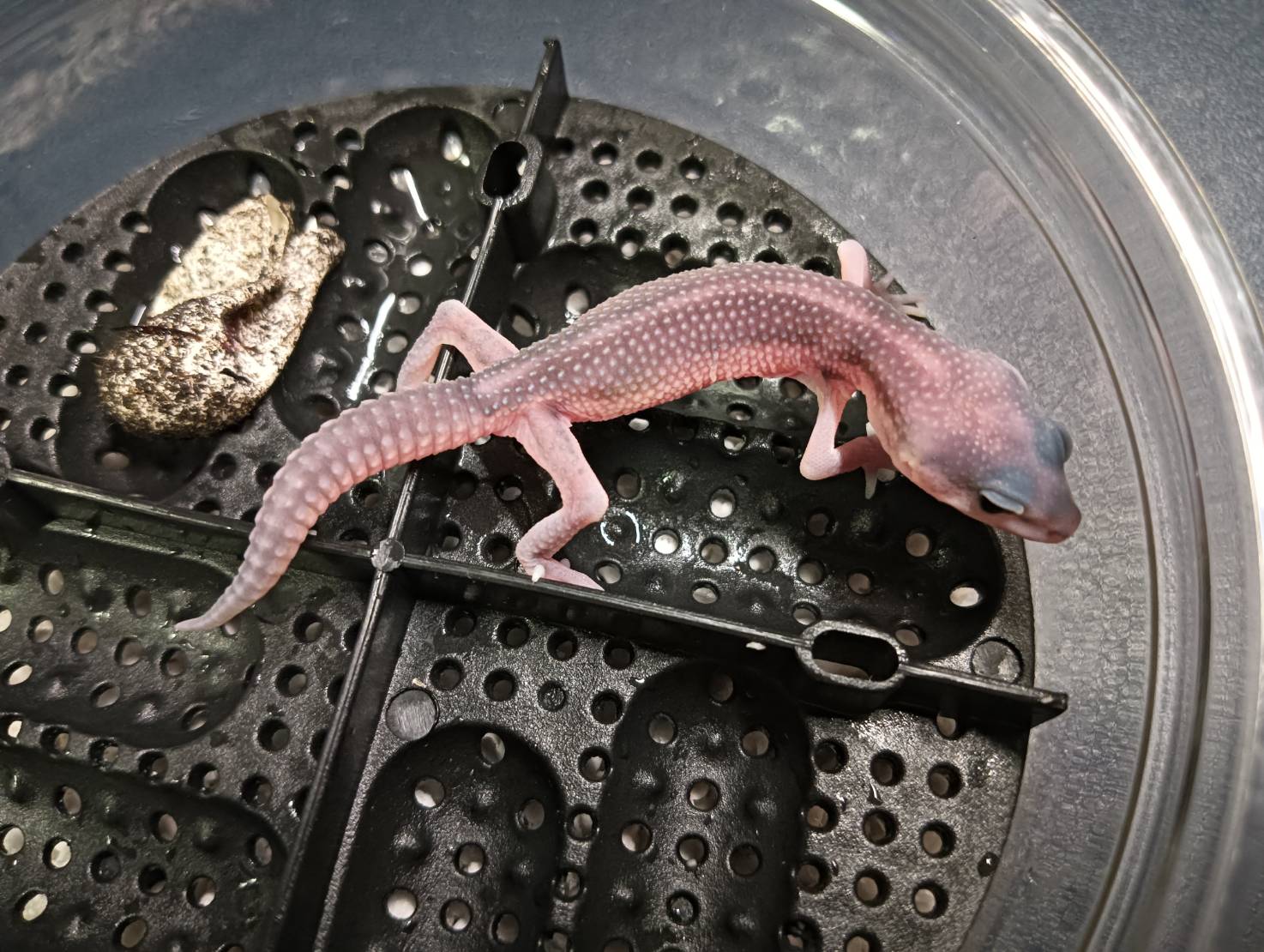 ヒョウモントカゲモドキ Reptile Bank CB