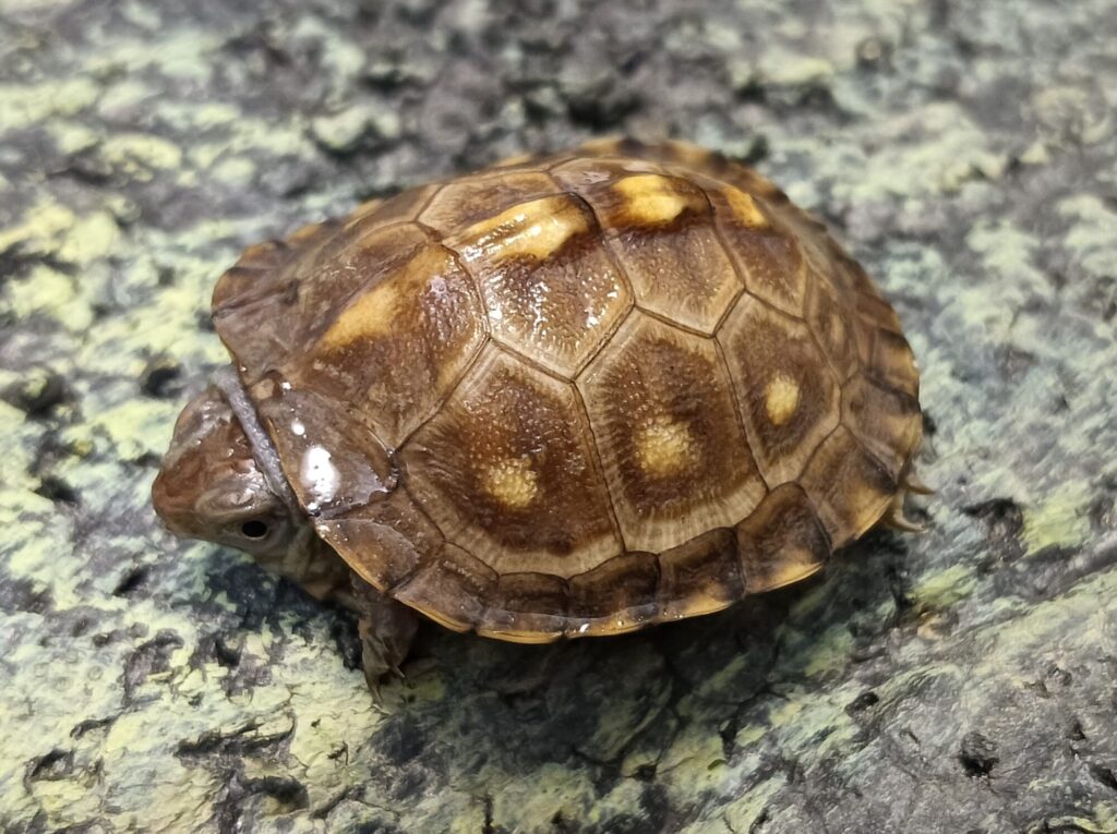 トウブハコガメ　販売