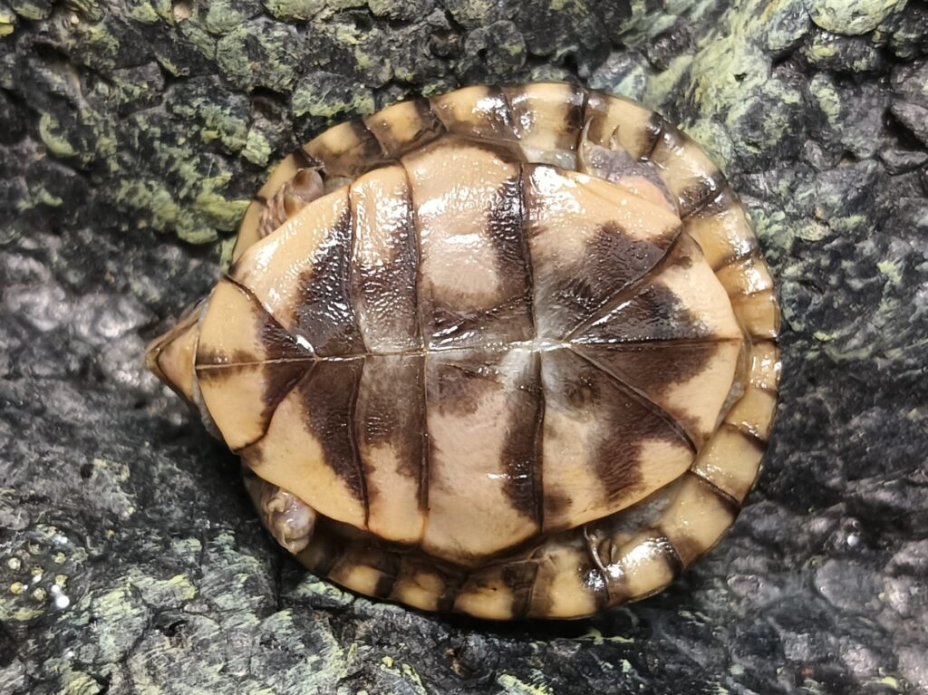 トウブハコガメ　販売