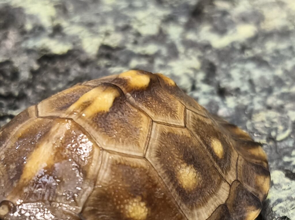 トウブハコガメ　販売