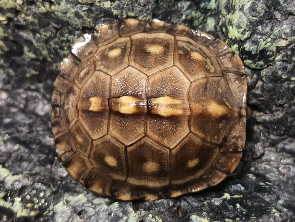 トウブハコガメ　販売