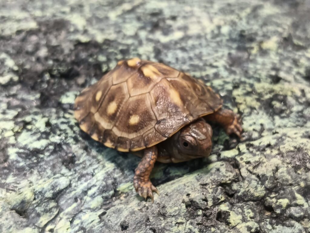 トウブハコガメ　販売