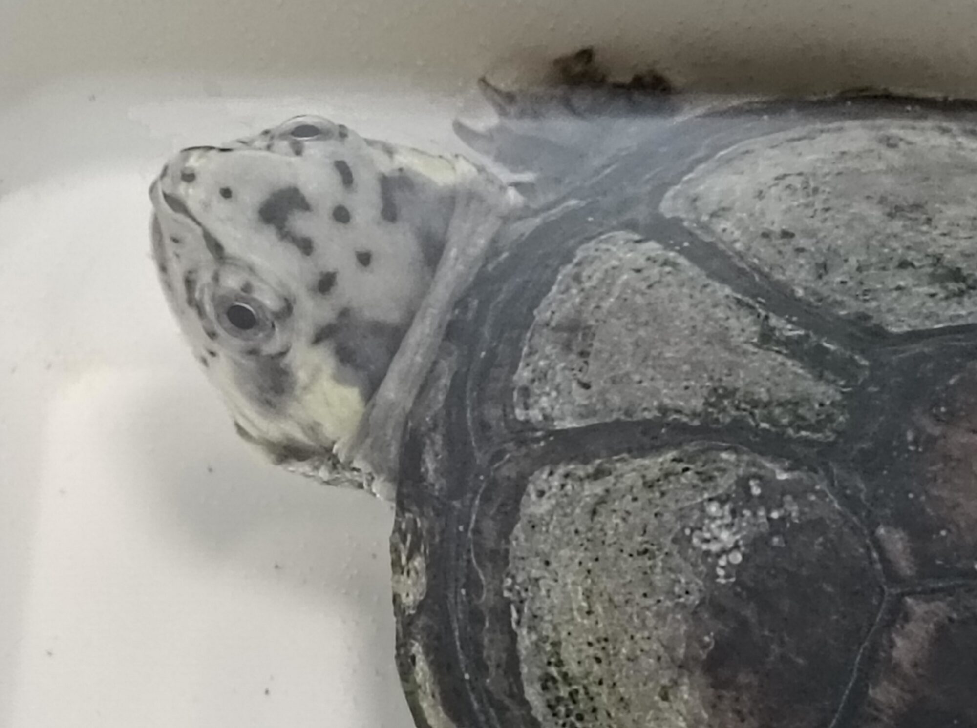 New Arrivals：K.s.hippocrepis | ANIMA