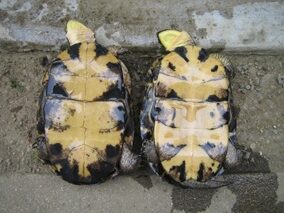 種類当て クイズ シリーズ