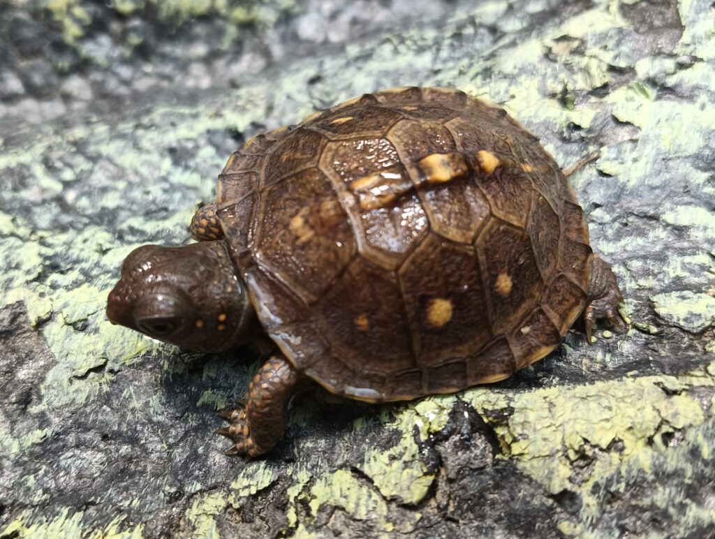 トウブハコガメ　販売