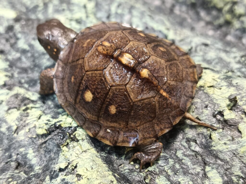 トウブハコガメ　販売