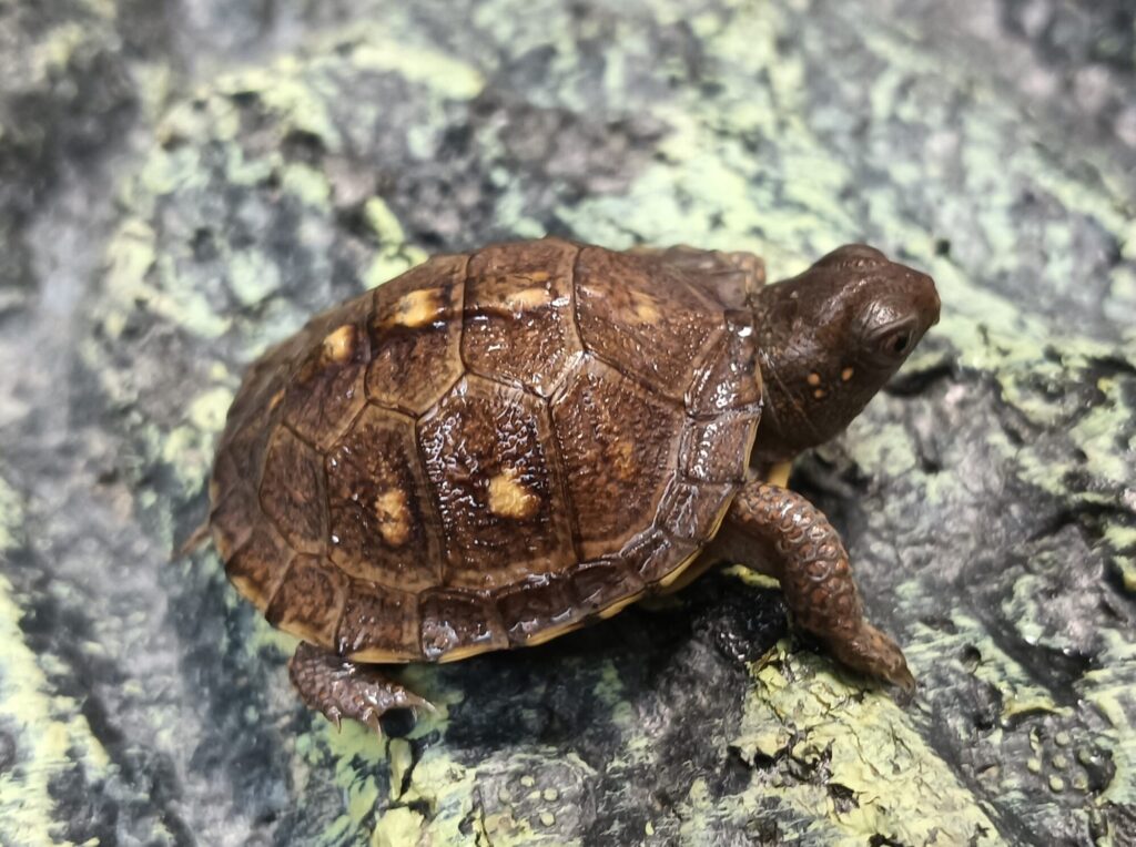 トウブハコガメ　販売