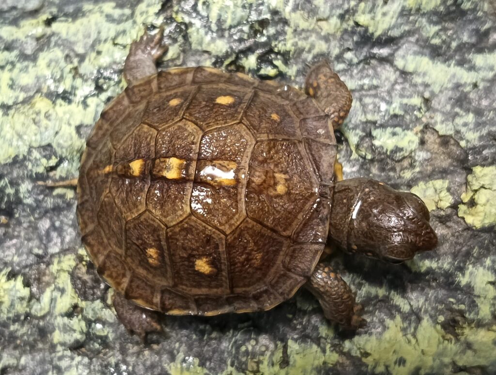 トウブハコガメ　販売