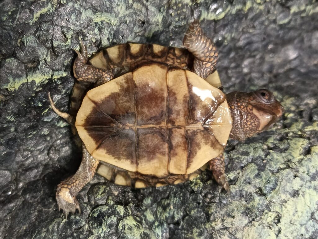 トウブハコガメ　販売