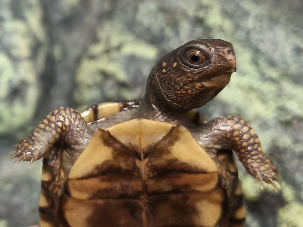 トウブハコガメ　販売