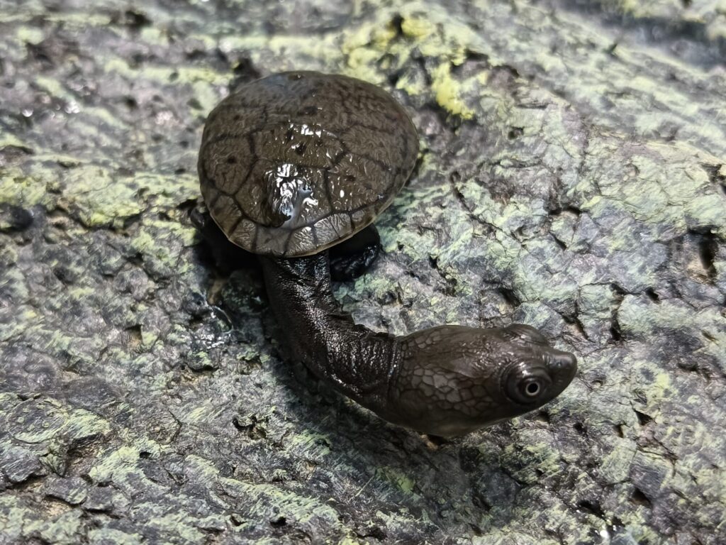 ジーベンロックナガクビガメ　販売