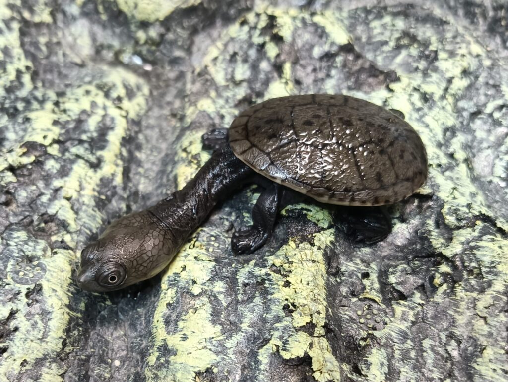 ジーベンロックナガクビガメ　販売