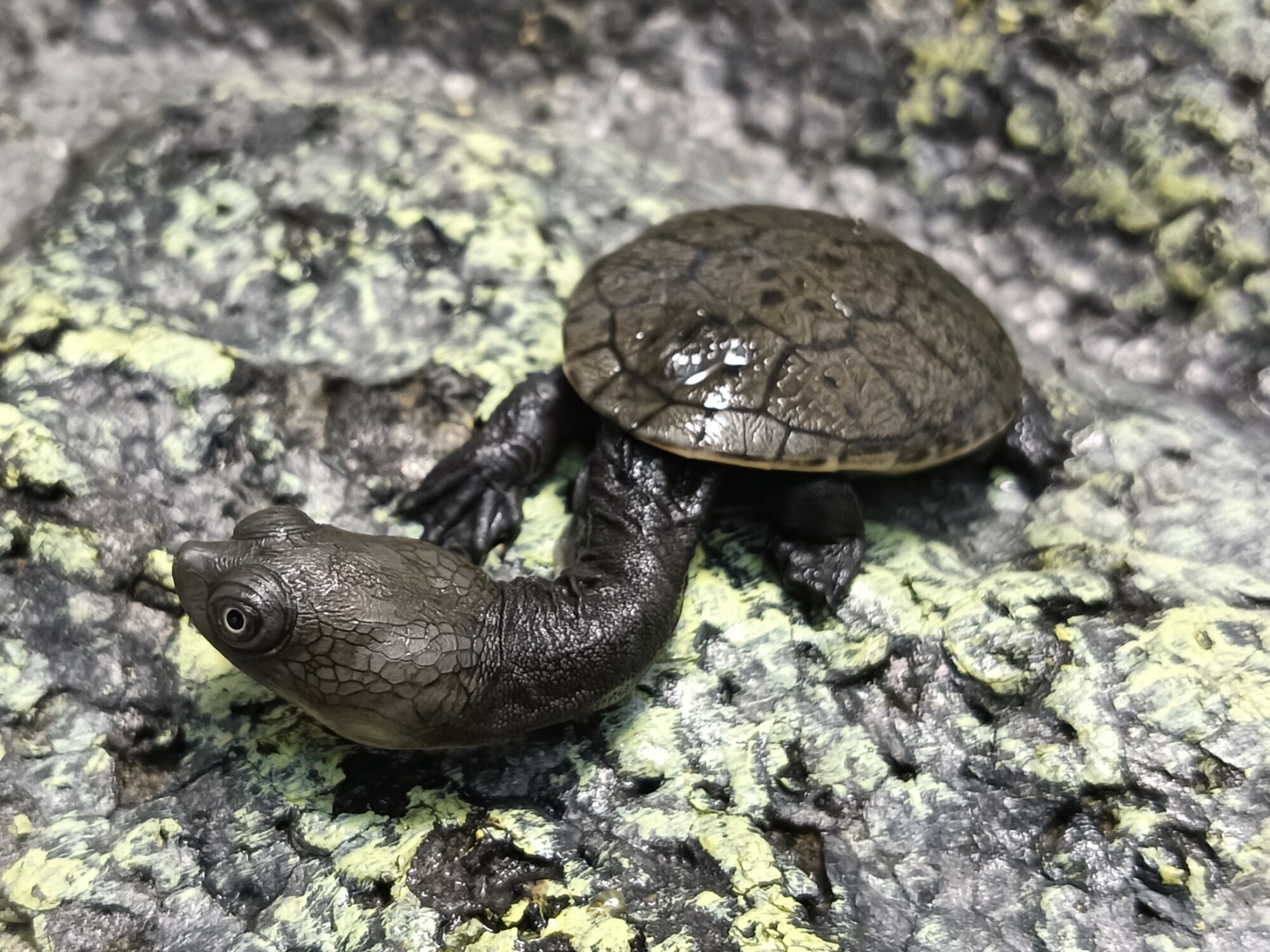 ジーベンロックナガクビガメ　販売