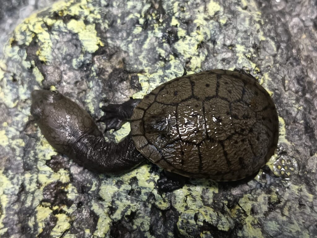 ジーベンロックナガクビガメ　販売