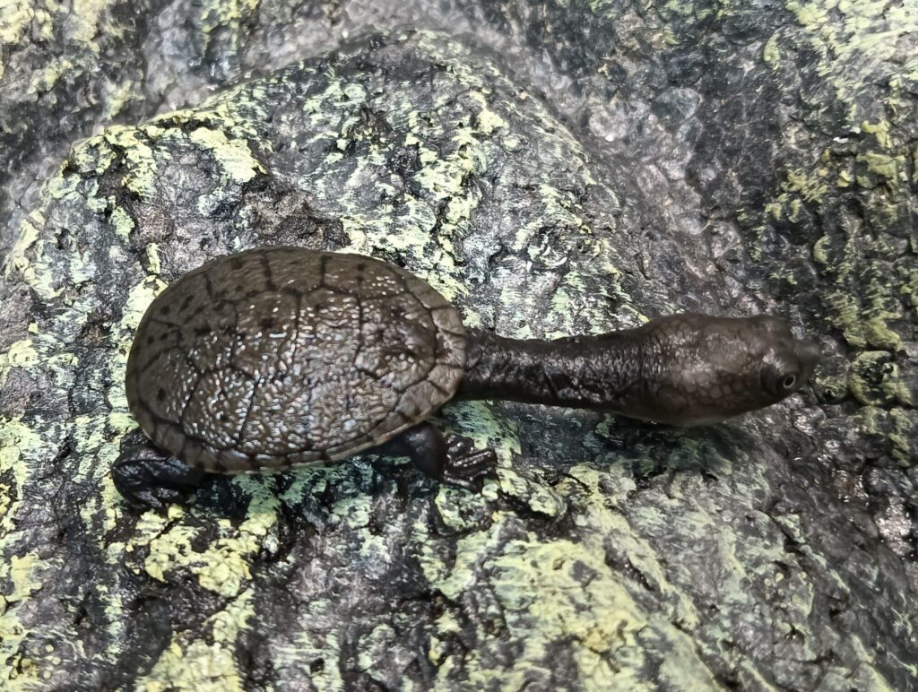 ジーベンロックナガクビガメ　販売