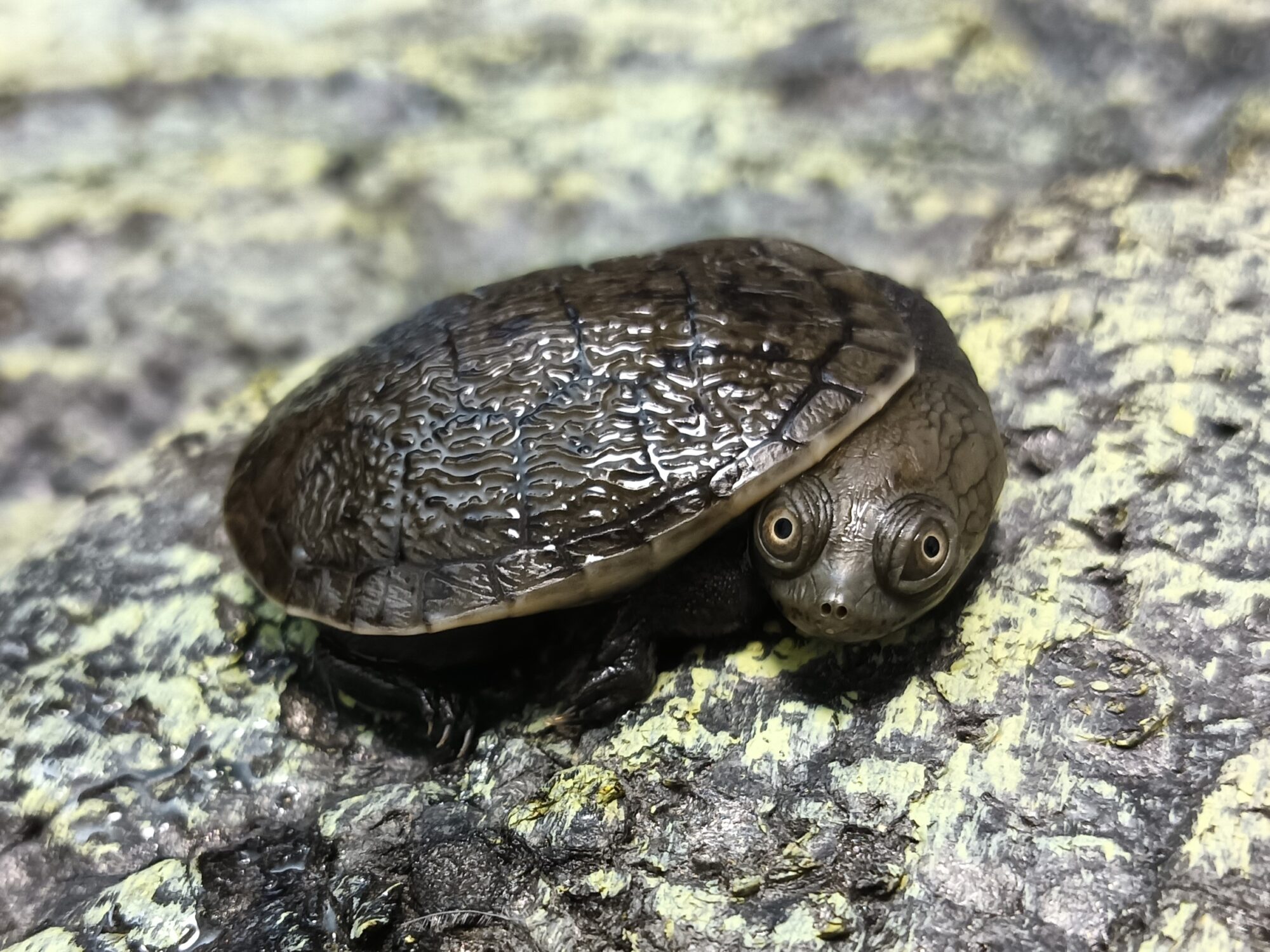 ジーベンロックナガクビガメ　販売