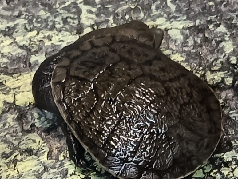 ジーベンロックナガクビガメ　販売