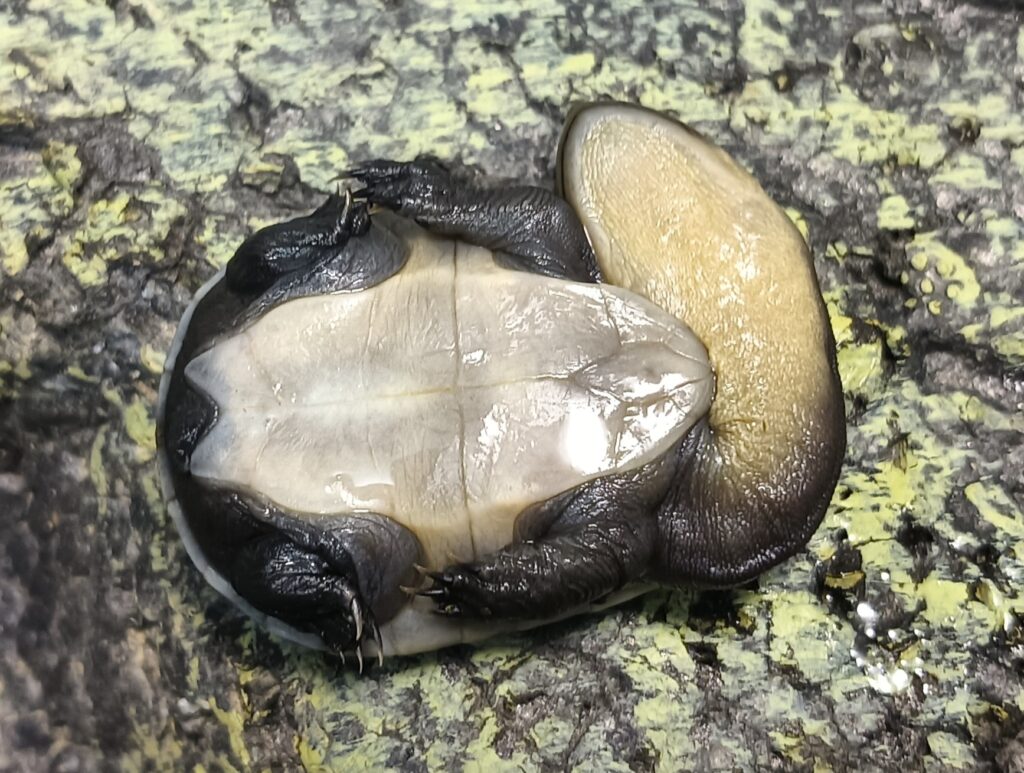 ジーベンロックナガクビガメ　販売