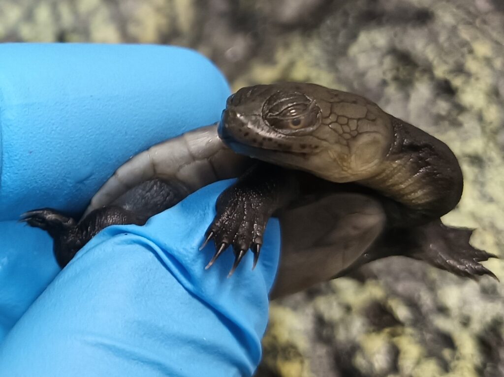 ジーベンロックナガクビガメ　販売