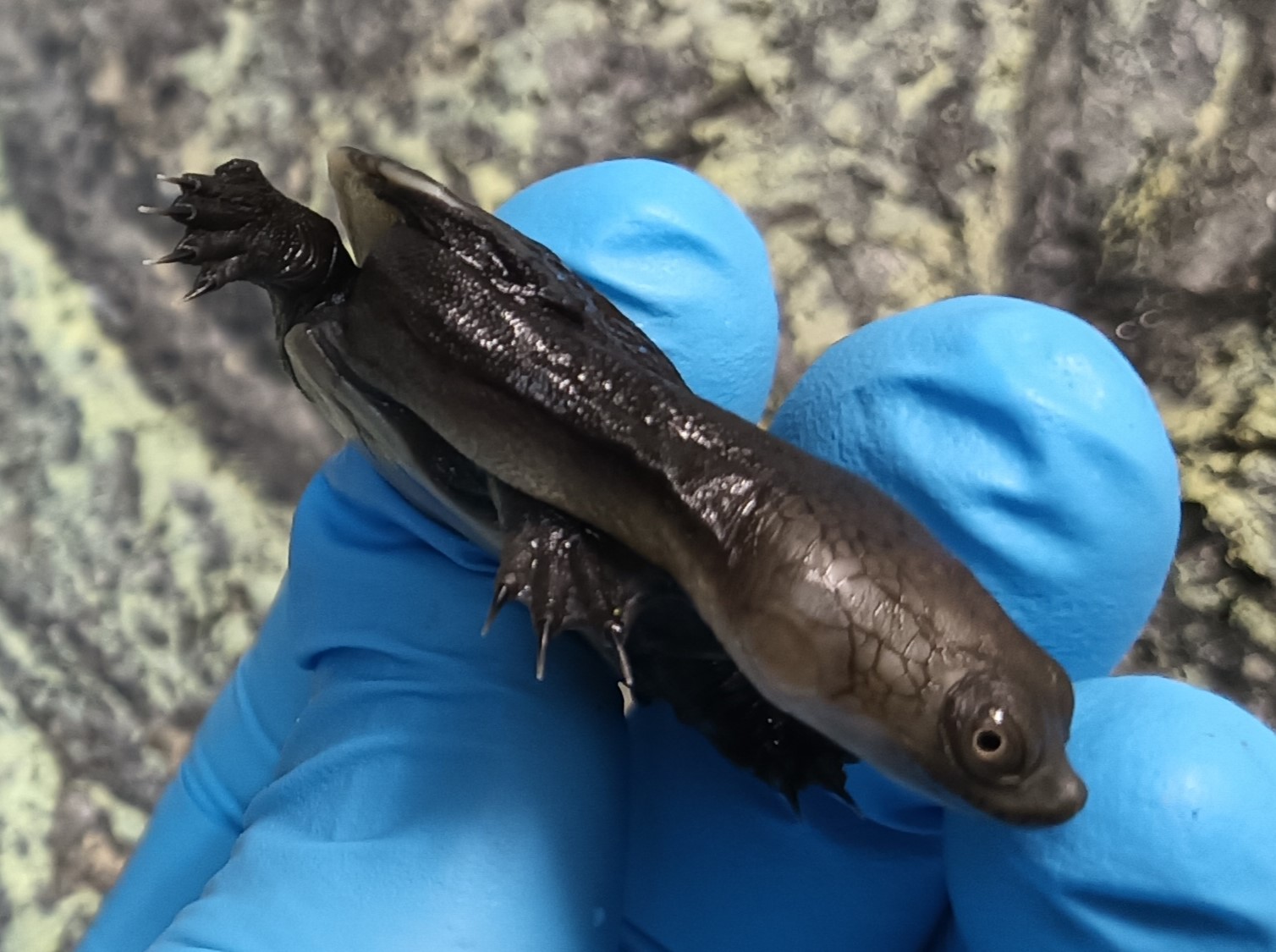 ジーベンロックナガクビガメ　販売