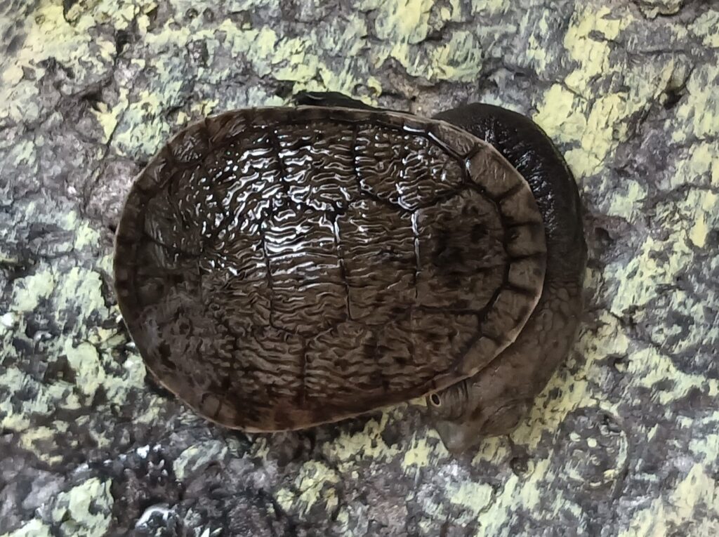 ジーベンロックナガクビガメ　販売