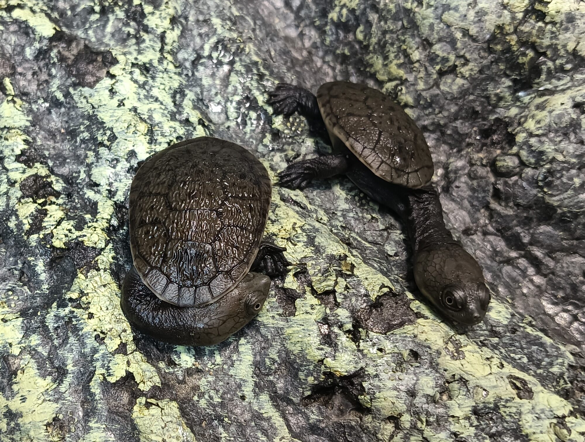 ジーベンロックナガクビガメ　販売