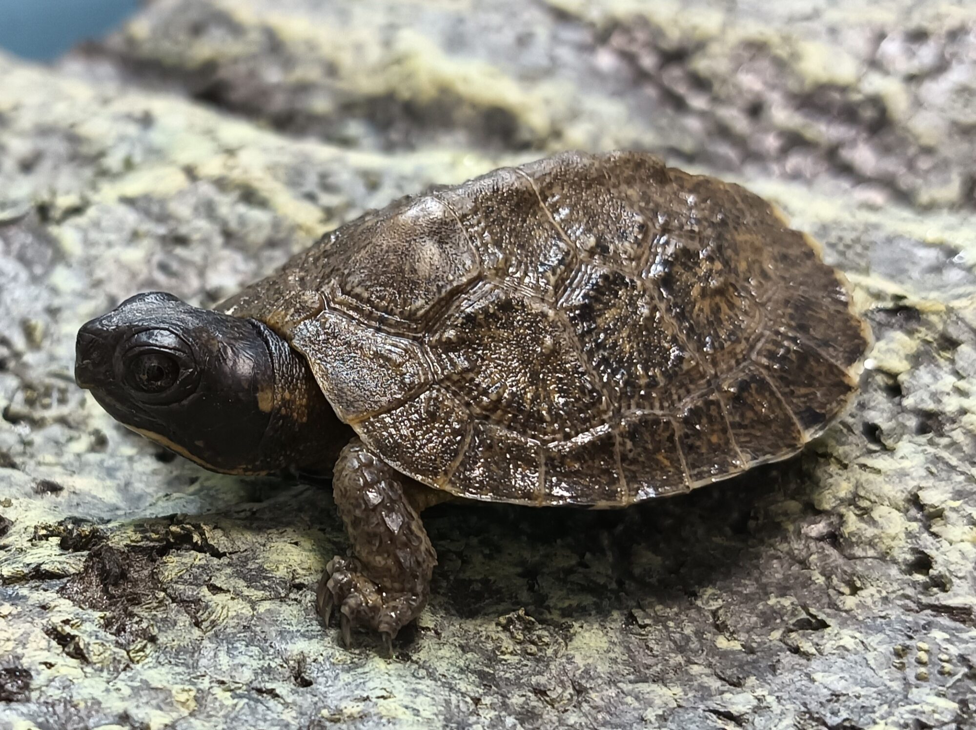 モリイシガメ　gi0125