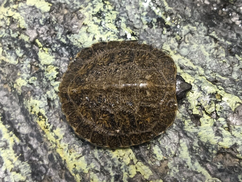 モリイシガメ　販売