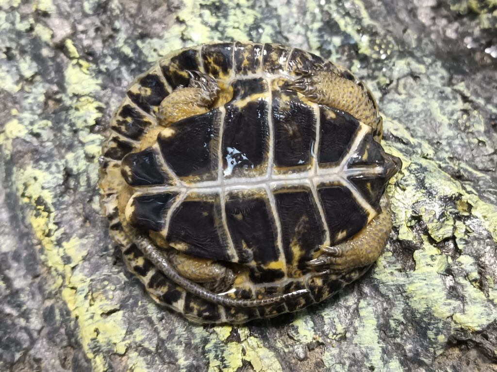 モリイシガメ　販売