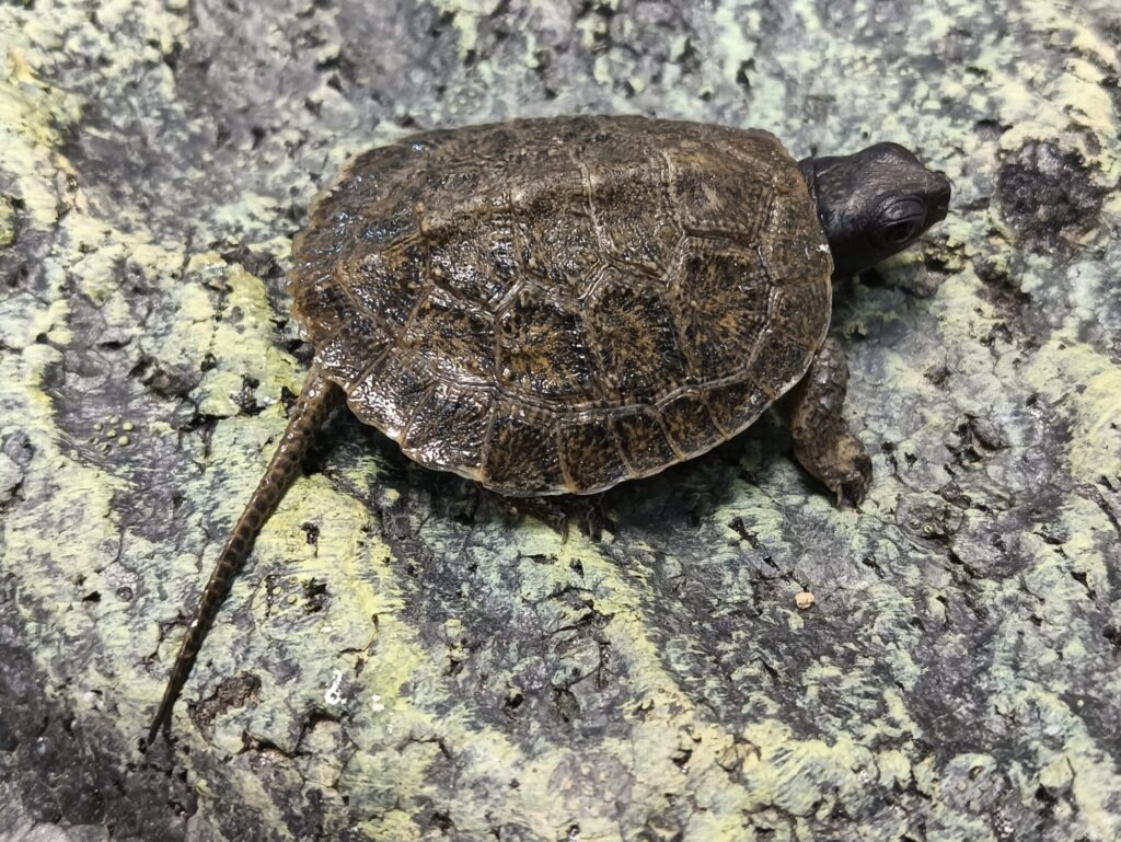 モリイシガメ　販売