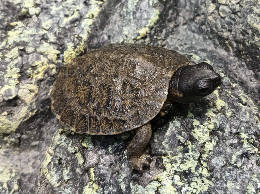 モリイシガメ　販売