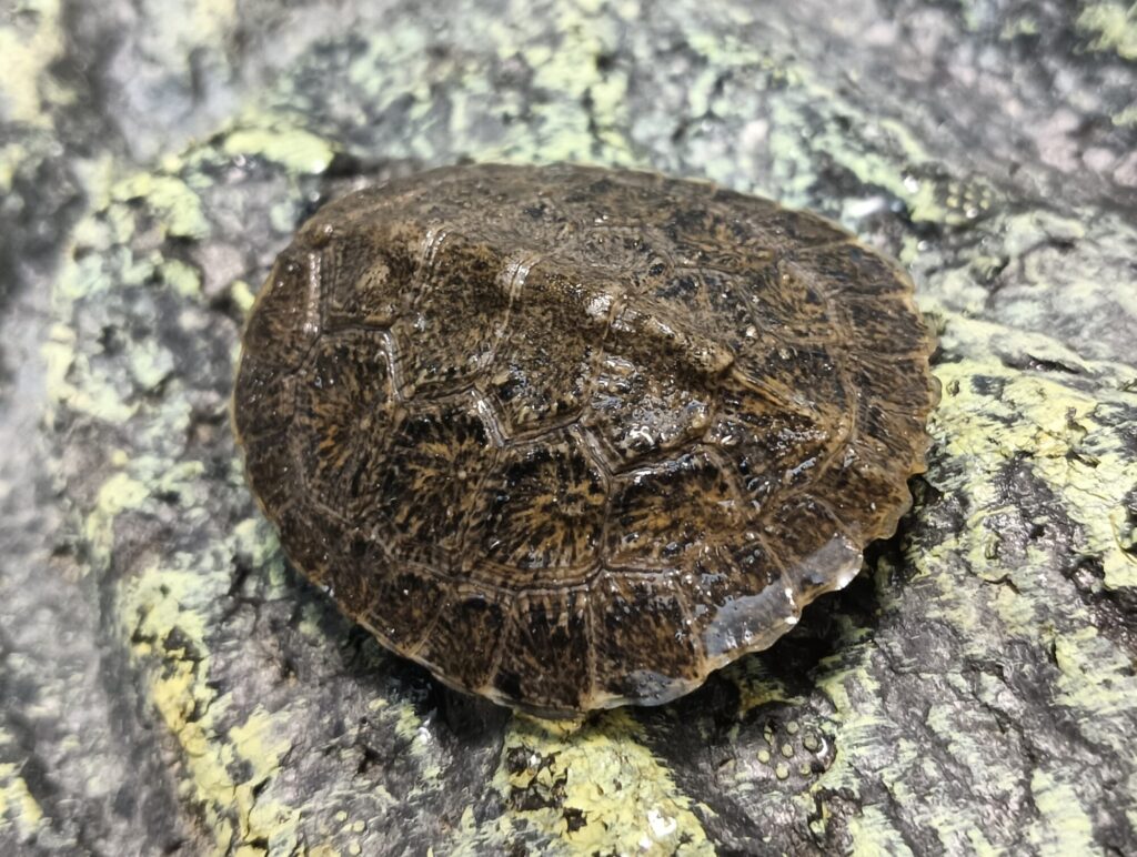 モリイシガメ　販売