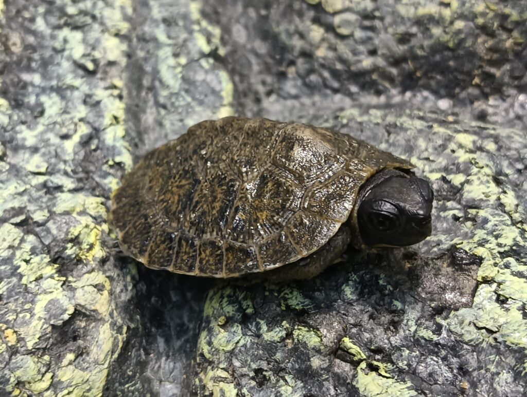 モリイシガメ　販売