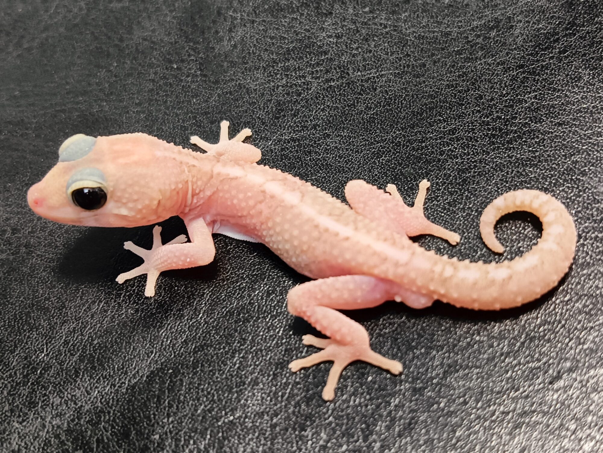 Would you like to get a gecko ？  Yes or Yes！