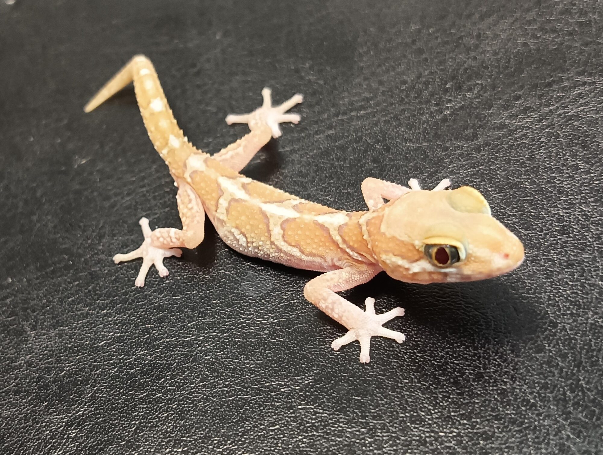 ソメワケササクレヤモリ　販売