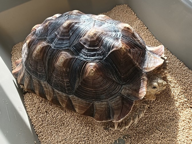 New Arrivals：A. h. kazachstanica , C. sulcata | ANIMA