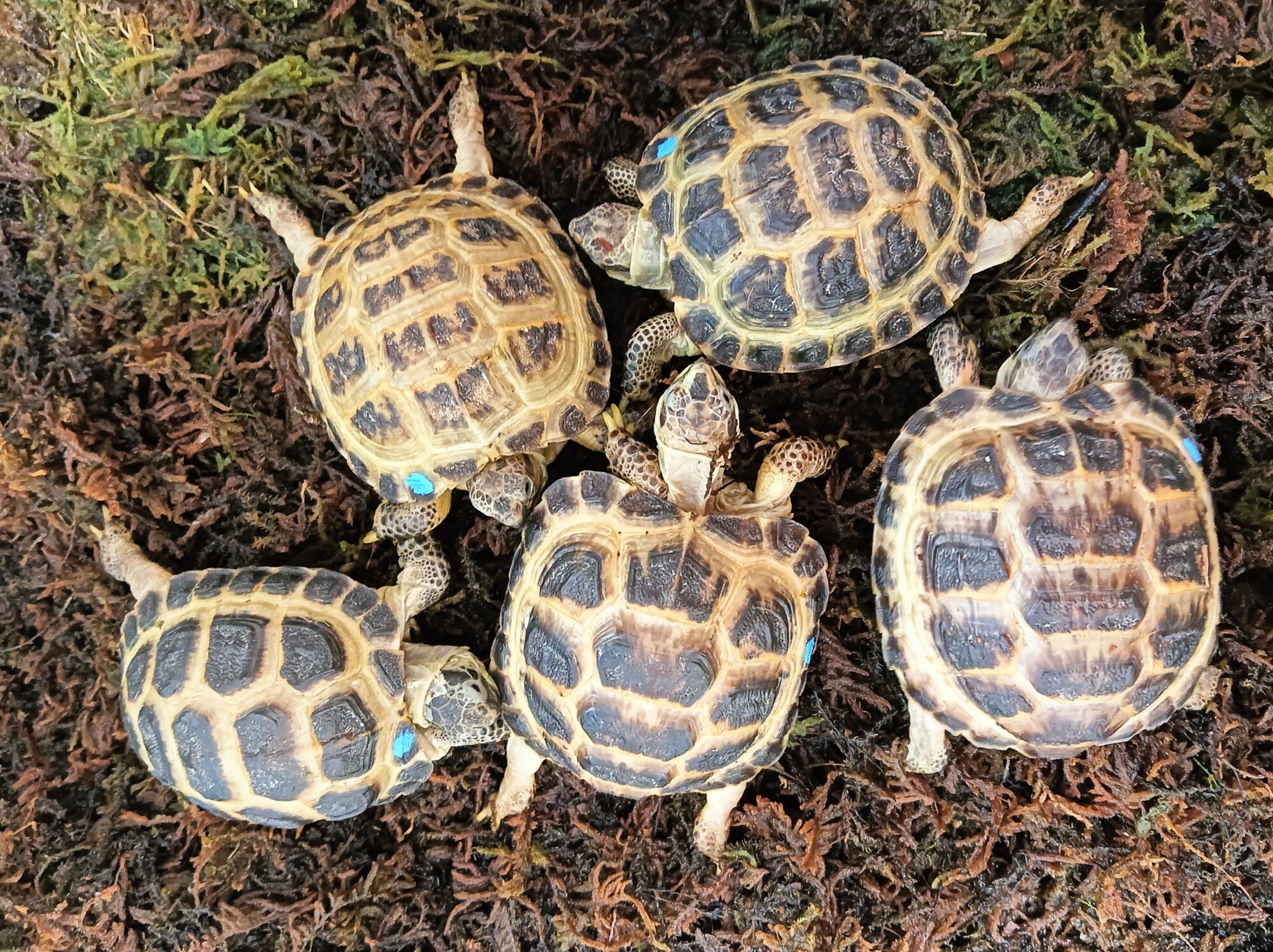 New Arrivals：A. h. kazachstanica , C. sulcata | ANIMA