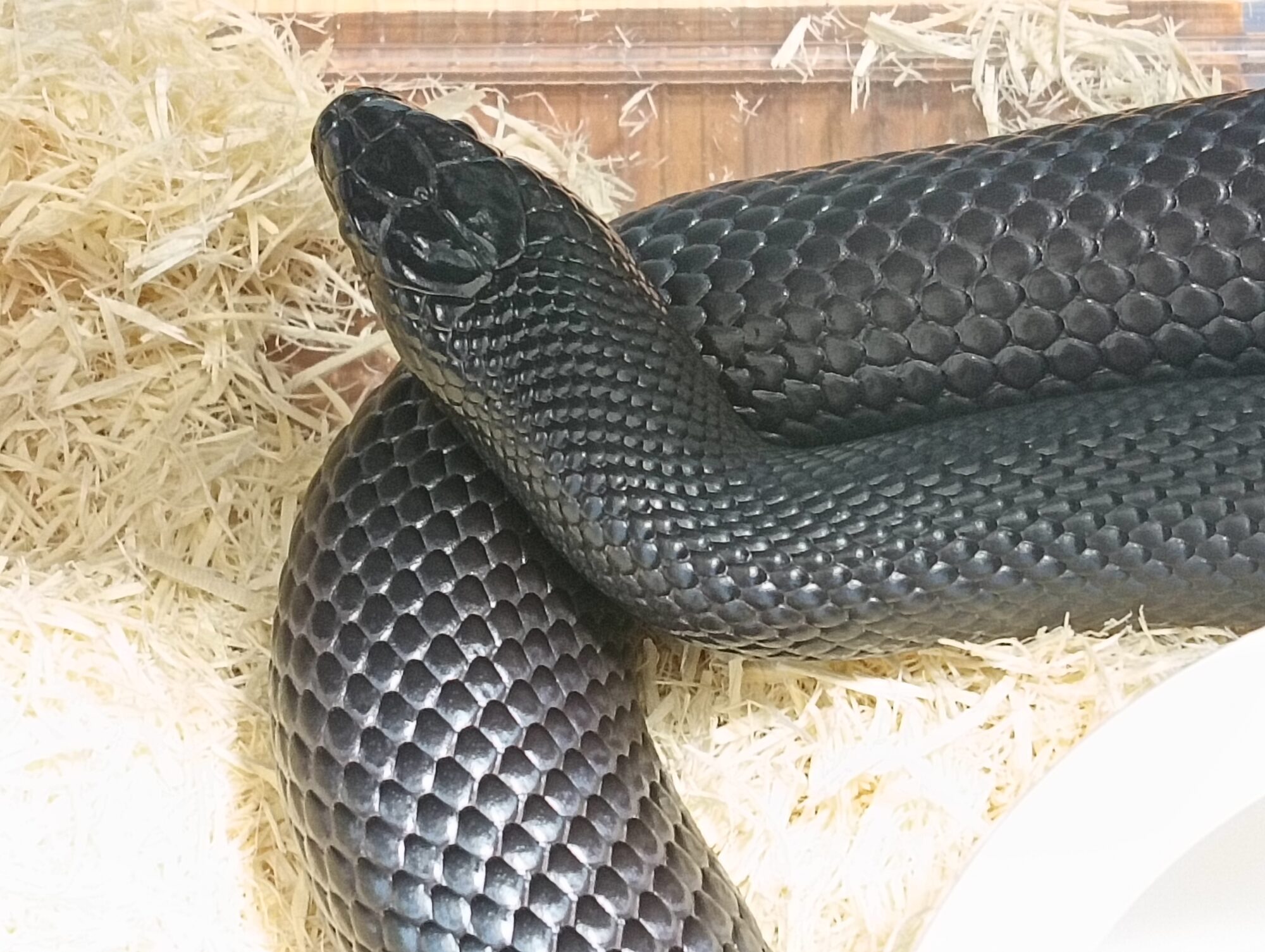 南アメリカのオニカミキリの1種・ペア Reptile Bank 情報 | ANIMA