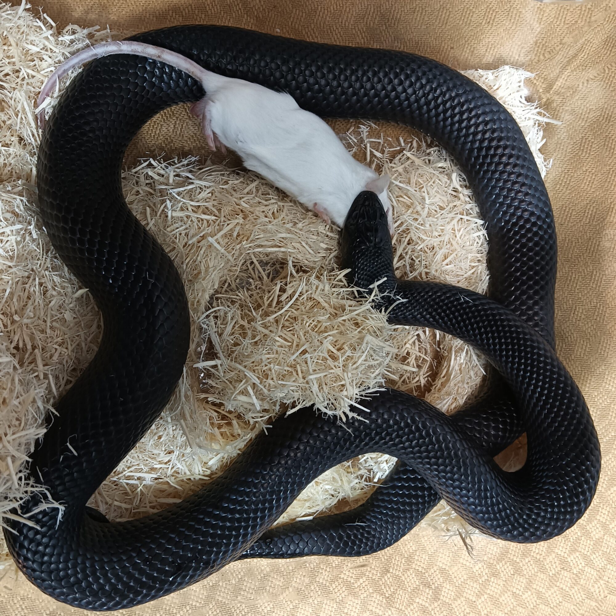 Reptile Bank 情報 | ANIMA